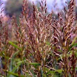 Spodiopogon sibiricus 'West Lake'