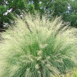 Sporobolus wrightii