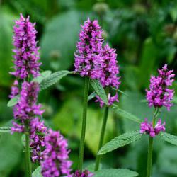 Stachys monieri 'Hummelo'