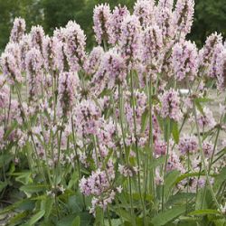 Stachys 'Pink Cotton Candy' ®