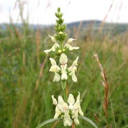 Stachys recta