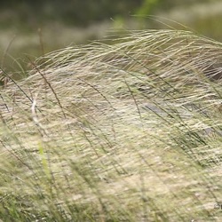 Stipa capillata