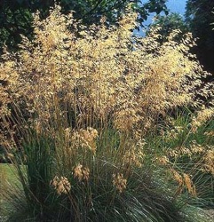 Stipa gigantea
