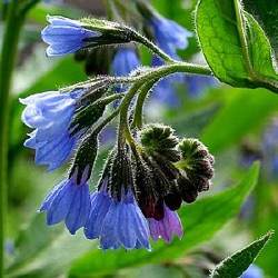 Symphytum azureum