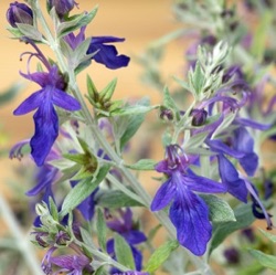 Teucrium fruticans Indyho ® = 'Ventecu'