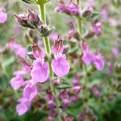 Teucrium x lucidrys (chamaedrys)