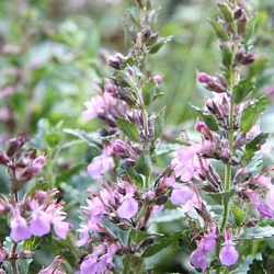 Teucrium x lucidrys 'Pain de Sucre'