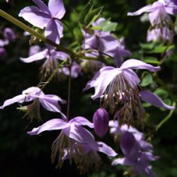 Thalictrum delavayi 'Hinckley' ®