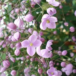 Thalictrum delavayi 'Splendide' ®