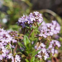 Thymus argaeus