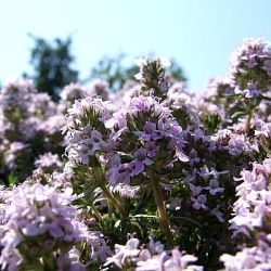 Thymus 'Duftkissen'