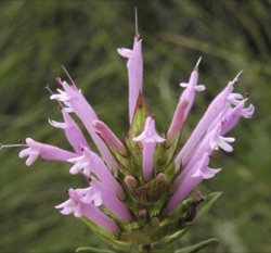 Thymus longiflorus (T. moroderi)