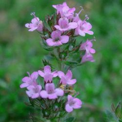 Thymus pulvinatus