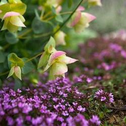 Thymus 'Purple Beauty' (Coccineus Group)