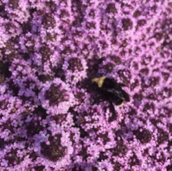 Thymus richardii var. nitidus 'Peter Davies'