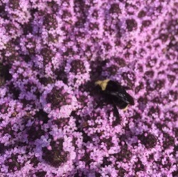 Thymus richardii var. nitidus 'Peter Davies'