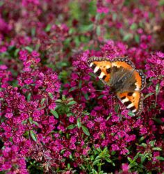 Thymus serpyllum 'Atropurpureus'