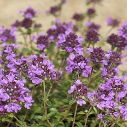 Thymus serpyllum Coccineus Group