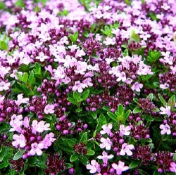 Thymus serpyllum 'Magic Carpet'