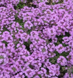 Thymus serpyllum 'Minor'