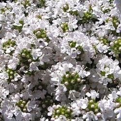 Thymus serpyllum 'Snowdrift'