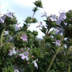 Thymus thracicus (T. vulgaris 'Pinewood')