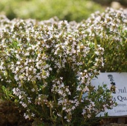 Thymus vulgaris 'Château Queribus'