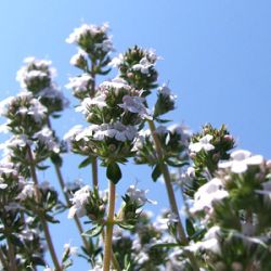 Thymus vulgaris 'Fleur Provencale'