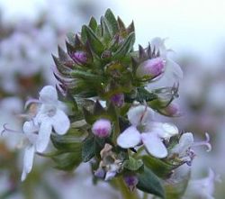 Thymus vulgaris 'Orange'