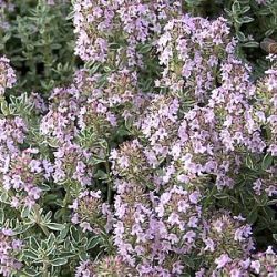 Thymus vulgaris 'Silver Posie'