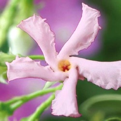 Trachelospermum jasminoides 'Star of Sicily'