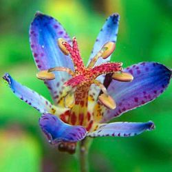 Tricyrtis hirta 'Taiwan Adbane'