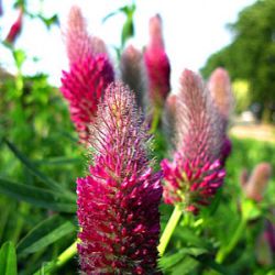 Trifolium rubens