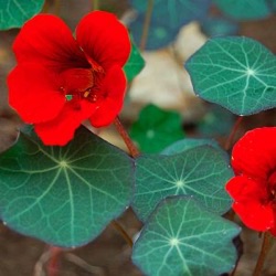 Tropaeolum majus 'Empress of India'