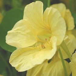 Tropaeolum majus 'Moon Gleam'