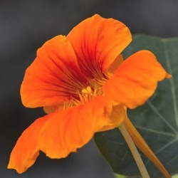 Tropaeolum minus 'Baby Orange'