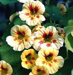 Tropaeolum nanum 'Prince Charming'