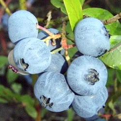 Vaccinium corymbosum 'Bluecrop'