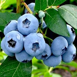 Vaccinium corymbosum 'Bluegold'