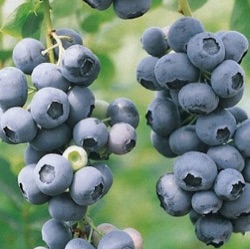 Vaccinium corymbosum 'Duke'