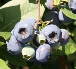Vaccinium corymbosum 'Heerma'