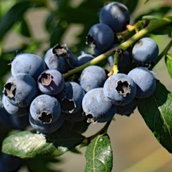 Vaccinium corymbosum 'Hortblue Petit' ®