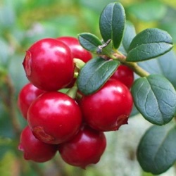 Vaccinium vitis-idaea Miss Cherry ® ('Meliro')