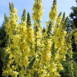 Verbascum 'Christo's Yellow Lightning'