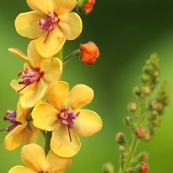 Verbascum 'Clementine'