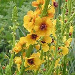 Verbascum 'Cotswold Queen'