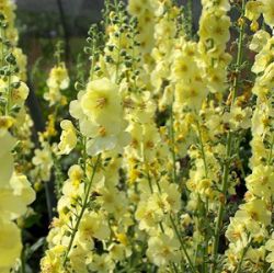 Verbascum 'Gainsborough' (Cotswold Group)