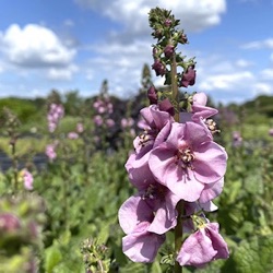 Verbascum 'Lavender Lass' ® ('Lovely Lass')