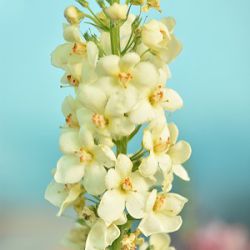 Verbascum phoeniceum 'Chantilly' ®