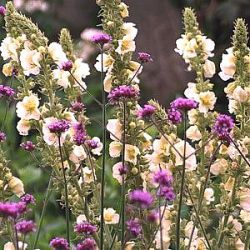 Verbascum 'Spica'